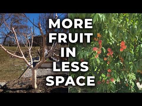 Pruning Fruit Trees for Big Harvests + Can I Save These Rabbit Damaged Apples