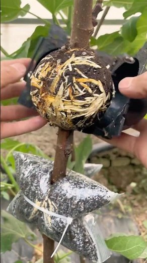 Simple Air Layering Fig Tree Technique Step by Step #farmingtech ‪@HappyFarm85‬