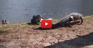 MUST SEE: Gator fight caught on video in Clearwater
