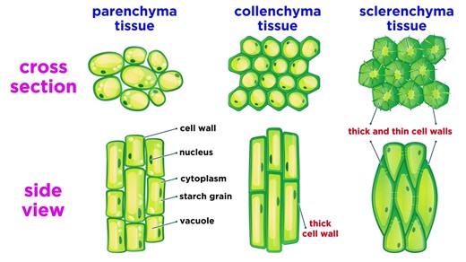 Types of Plant Tissues