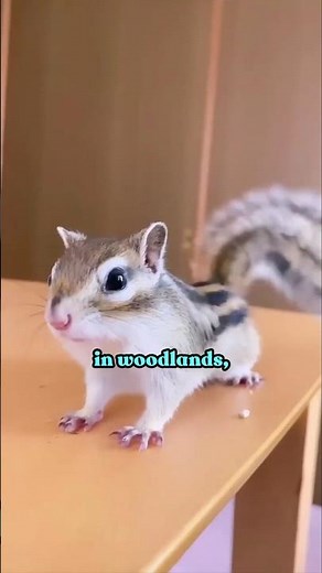 Discovering the Chipmunk: A Fascinating Little Rodent #animals