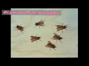 HOUSEFLY LIFE CYCLE (Educational film) #educational #health #human #housefly #lifecycles #insects