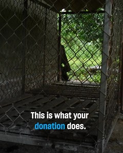 Imagine being the reason an animal is rescued from unimaginable cruelty and given a second chance at life. Your extraordinary generosity can fund urgent rescues and critical medical care for animals in desperate need. But it doesn’t stop there! Your support helps drive systemic change, strengthening laws and protections so that fewer animals suffer in the future. Your gift is more than a donation. It’s a powerful statement of kindness. 🆘 When you donate, you’ll join a global movement, helping c