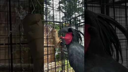 Meet the Striking and Rare Palm Cockatoo