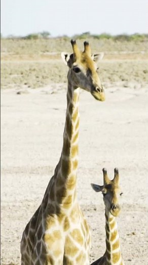 This Is What A Game Drive In Etosha National Park Looks Like