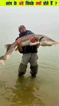 You must have often seen that snake's eggs are stuck together like thisBut why #desifacts