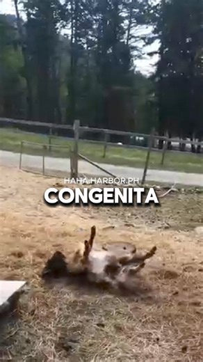 9.6K views · 72 reactions | Why Goats suddenly Freeze  #DidYouKnow #facts #trendingreels #fbreelsfypシ゚viralシ #reelsfbシ #fb #viralreelsシ #viralreelsfb #viralvideoシ #reelsfypシ | Haha Harbor PH | Facebook