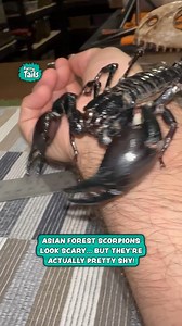 Asian Forest Scorpion Is Massive | Furry Tails