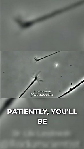 Neurons Connecting Under the Microscope #neuroscience #timelapse