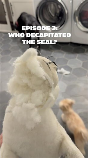 Serial: A Dog’s Life Ep 3 who killed the baby seal?🦭😢#dogshorts #funny #pet #fyp #serial