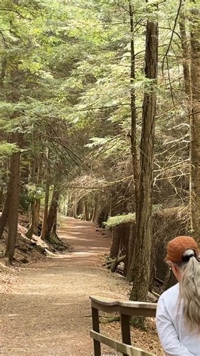 22K views · 417 reactions | Cathedral Area in Cook Forest State Park PA #cookforest #visitpa | Wandering Out Yonder | Facebook