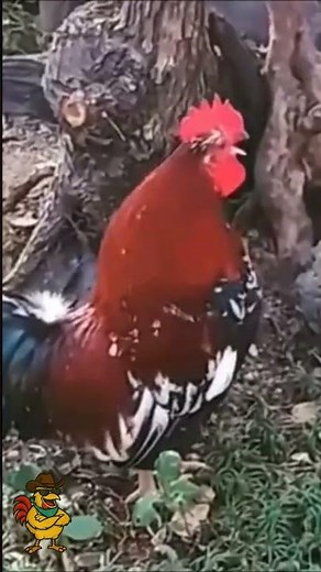 Crowing Laughing Rooster Fest | #countryhumor #farmhumor