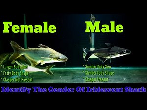 Iridescent Shark Male Female Difference