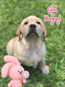 #weekend #GoodMorningEveryone #weekendvibes #labradorretriever #dogsofinstagram #dogs | Diamond Bar Kennel