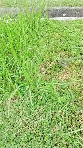 Grass Cutting ASMR Videos from Nepal