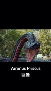 The snake comes for revenge! #巨蜥 #VaranusPriscus #优酷电影 #youkumovie | Youku Movie