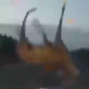 Deer Gets Hit By Car Meme