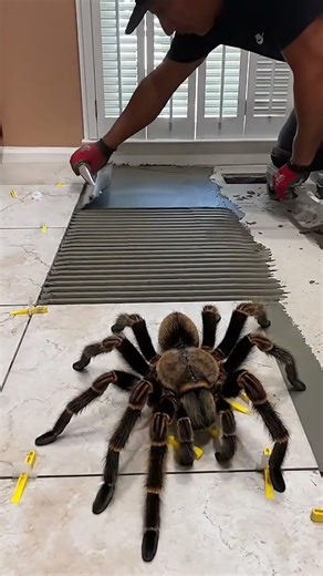 satisfiying #memes #spider #tarantula