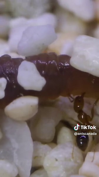 My Fire Ant Colony’s First Hunt #antscanada #ACfamily #antloveforever #foryou #ants #worm