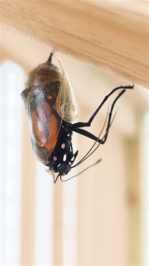 Butterfly Hatching From Cacoon Part 2 #metamorphosis #catapillar #monarch #butterfly #short #nature