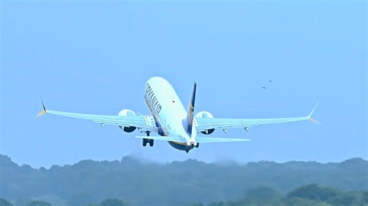 Bird strike moment caught on camera