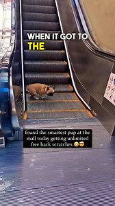 This Dog is a GENIUS 🤯🤣 🎥 (MICHELLE CASANOVA via ViralHog) #dogvideos #dogs #escalator #mall #funnyvideos | Brennan Rogers