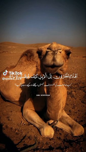 Quran Recitation in Urdu: Al Qaswa Meaning Explained