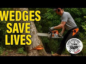 Chainsaw safety | Falling leaning trees with wedges