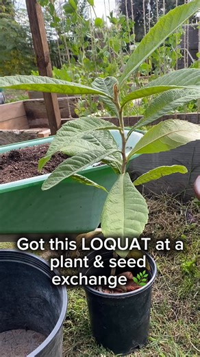 New Home for My Loquat Tree 🌞 Picked up this loquat at a local plant & seed exchange and couldn’t wait to repot it! 🌱A little fresh soil, some gentle care, and now she’s ready to grow.Love finding treasures like this at swaps — what’s been your best plant exchange find? 🌼 #PlantExchange #GardenCommunity #RepottingDay #LoquatTree #PlantCareTips | Garden Organizs