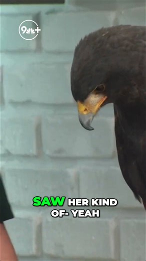 Hawk facts: wingspan, size and more