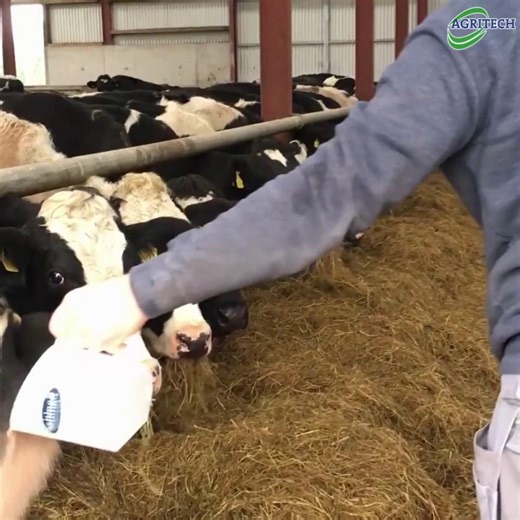 Tight on feed space? Here’s a simple way to make sure every cow gets the right minerals! 🐄 Dust twice daily 👉 half in the morning, half in the evening. Get more Dry Cow Mineral advice here: https://bit.ly/3UHffAj #DryCowMineral #Agriculture | Agritech