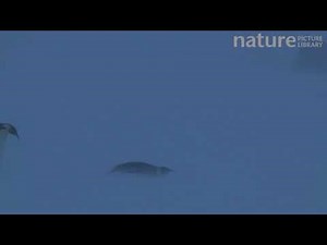 Emperor penguins walking and tobogganing in blizzard, Adelie Land, Antarctica, January.