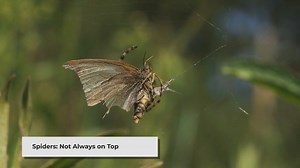 What Animals Eat Spiders? | Discover Nature's Spider Preda...