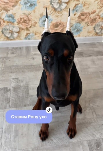 Как мы ставим ухо доберману Рону.