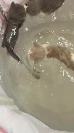 CUTE.PET🤩 (@honeycutepet)’s videos with original sound - CUTE.PET🤩