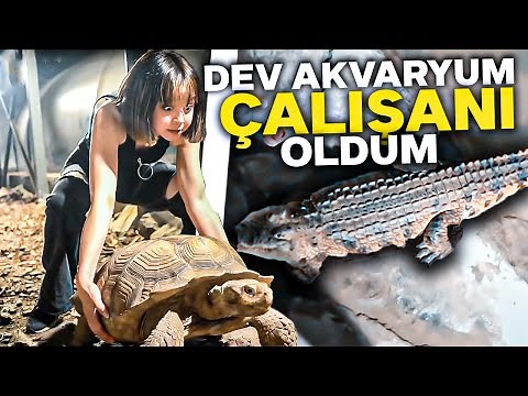 DEV TİMSAH BESLEDİM !!! / DEV AKVARYUM ÇALIŞANI OLDUM !