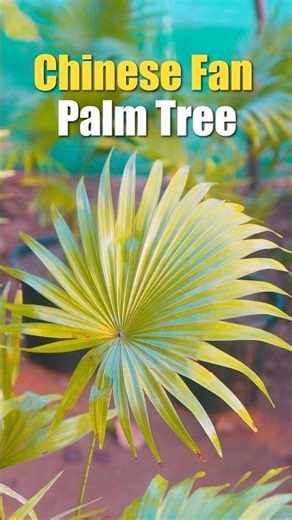 Chinese Fan Palm Tree 🌴 Fountain Palm Origin & History #fanpalm #palmplant