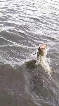 Topwater Musky EXPLOSION Scouting NEW Water! #fishing #topwaterfishing #muskie #musky #muskylures