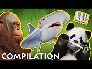 Every 5-Minute Stories Book Read-Along📚 | 40 Minutes | Compilation 🦈🐧🐒| ‪@natgeokids‬​