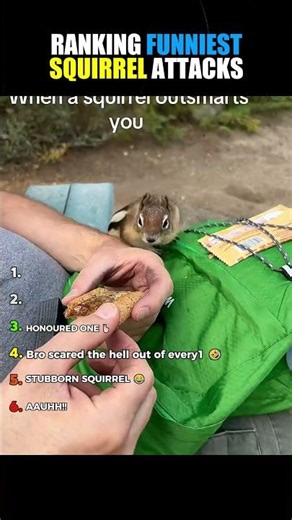 Ranking Funniest Squirrel Attacks 😂