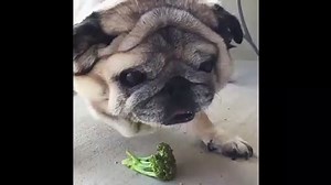 Pug Eats Some Broccoli