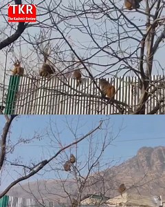 Monkey menace disrupts daily life in several villages of Ganderbal district; Wildlife Department Range Officer assures prompt action. | The Kashmir Review