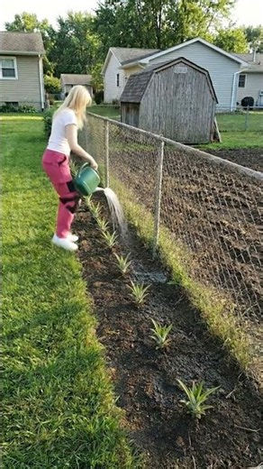How to Grow Pineapples from Store-Bought Tops 🍍✨