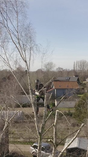 Birch reductions with Browns Tree Management. #arbortec #treework #arborist #treeclimber