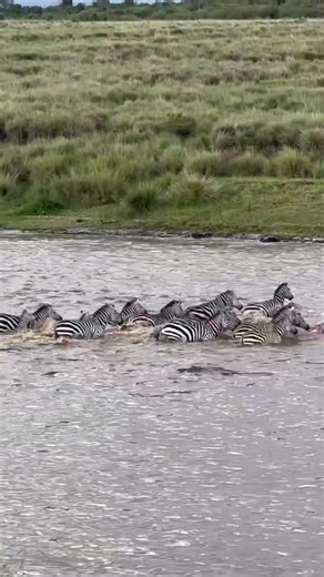 214K views · 3.9K reactions | The zebras dared this crocodile...