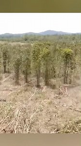 This technique use to cut down forest | #leakingpipe #copperpipeleak #waterpipeleakagerepair #pipeleak #pipeleakrepair #fixingaleakingpipe #fixingpvcpipebreak | SoWhats Next