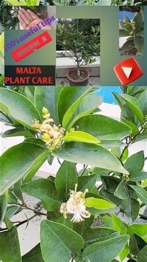 Lemon Plant Fruit Drop Problem & Easy Solution 🍋🌿 | Gardening Tips #trending #gardening