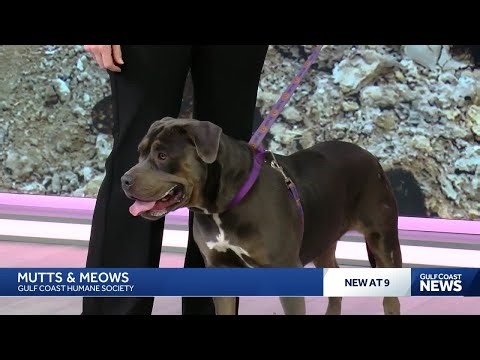 'Mutts & Meows' with Gulf Coast Humane Society: Meet Mercedes