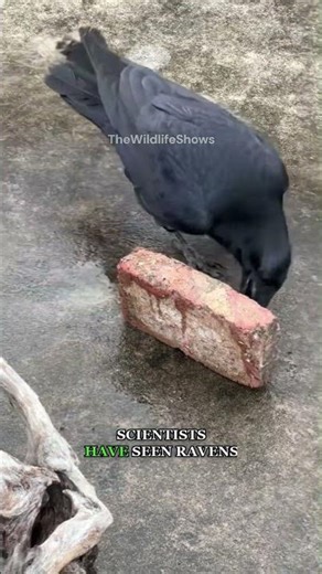 How are ravens so intelligent?