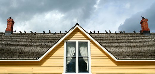 The Ultimate Roof Spikes Guide for Roosting Birds